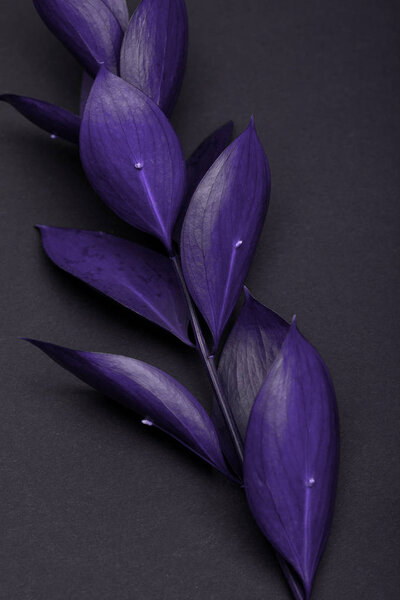 С красивыми фиолетовыми листьями на черном
 