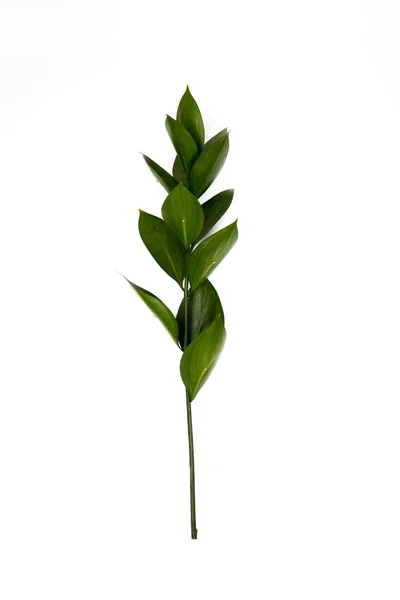 Zweig Mit Grünen Blättern Isoliert Auf Weiß — Stockfoto