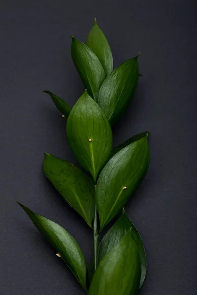 Ramita Con Hojas Verdes Frescas Sobre Negro —  Fotos de Stock