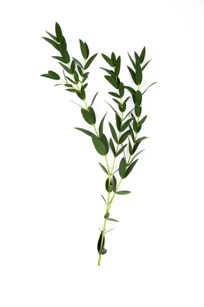 Zweige Mit Grünen Blättern Isoliert Auf Weiß — Stockfoto