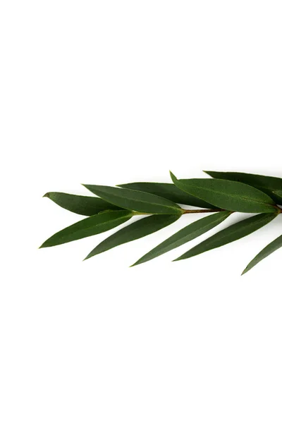 Twig Green Leaves Isolated White — Stock Photo, Image