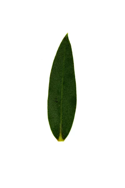 One Green Leaf Isolated White — Stock Photo, Image