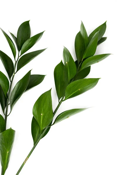 Twigs Green Leaves Isolated White — Stock Photo, Image