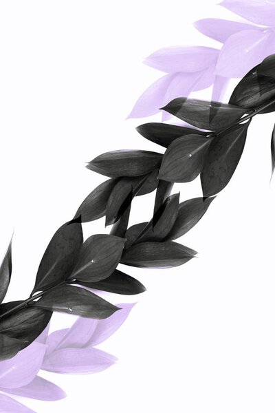 twigs with grey leaves and transparent purple twigs isolated on white 