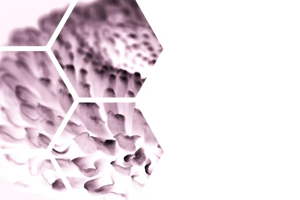 Просмотр Через Прозрачные Шестиугольники Фиолетовый Цветок Изолированы Белом — стоковое фото