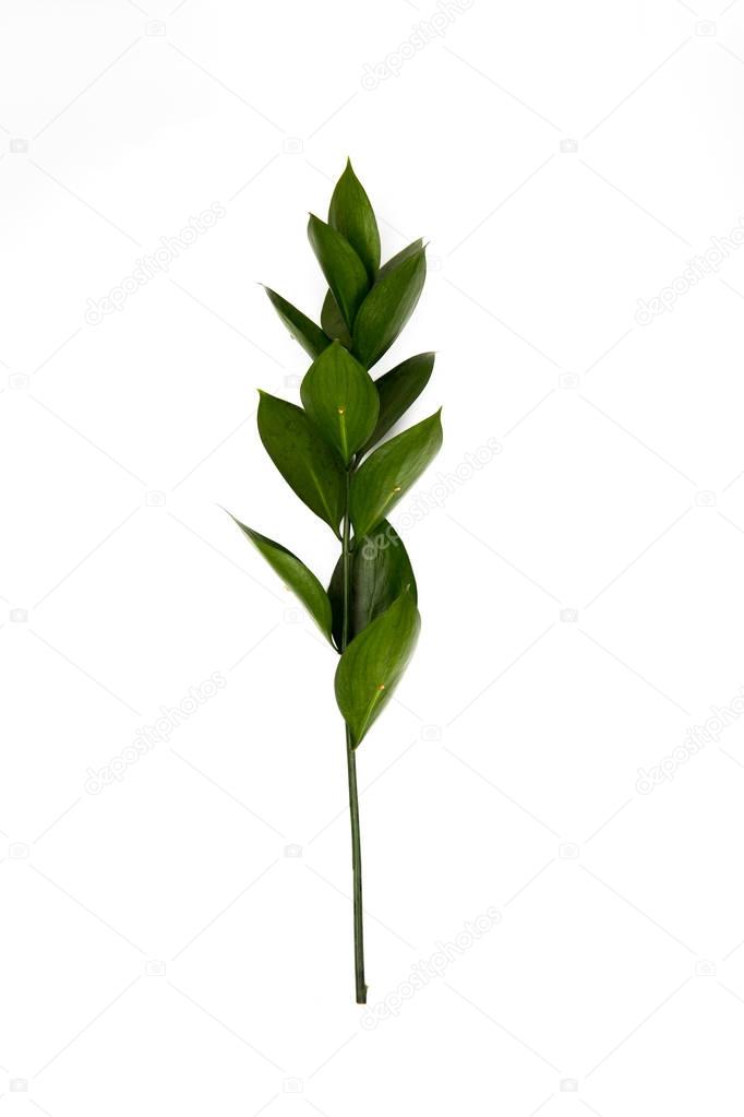 twig with green leaves isolated on white