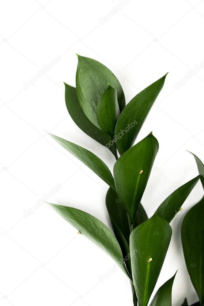 twig with green leaves isolated on white