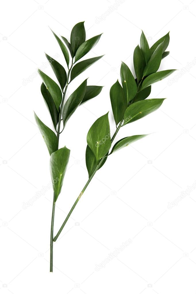twigs with green leaves isolated on white