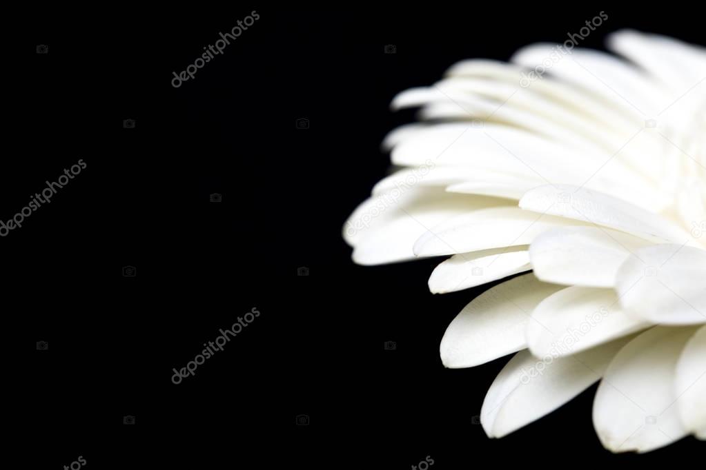 cropped image of white gerbera isolated on black