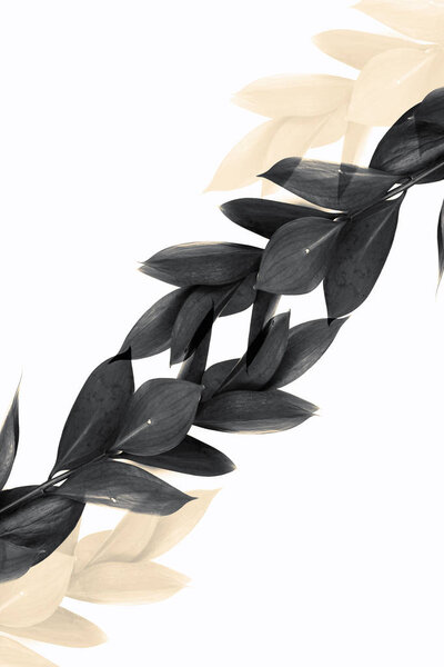 twigs with grey leaves and transparent beige twigs isolated on white 