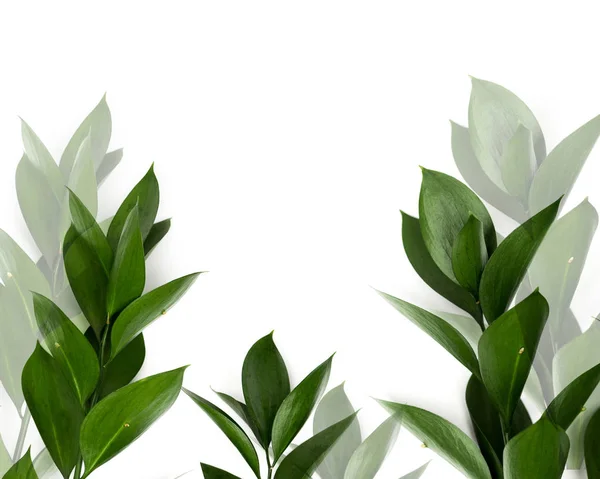 Green Leaves Twigs Isolated White — Stock Photo, Image