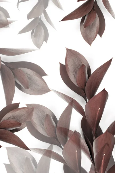 Grey Brown Leaves Twigs Isolated White — Stock Photo, Image