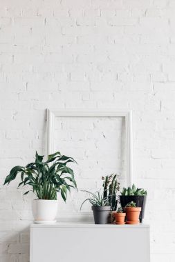 Beyaz masa, mockup kavramı üzerinde boş çerçeve ile houseplants