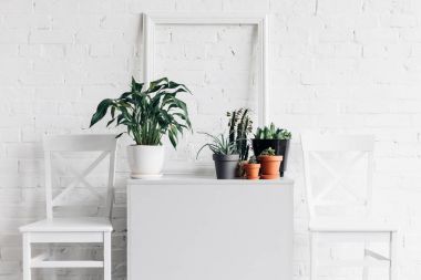 ev dekor houseplants önünde beyaz tuğla duvar, mockup kavramı ile