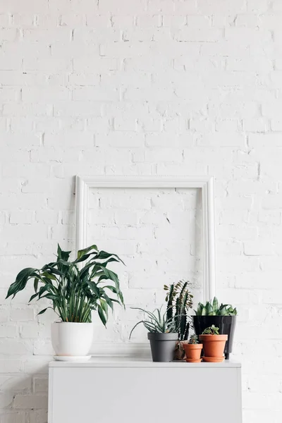 Houseplants with empty frame on white table, mockup concept — Stock Image Houseplants Empty Frame White Table Mockup Concept Stock Image