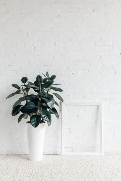 Ficus plant with empty frame in front of white brick wall, mockup concept — Stock Image Ficus Plant Empty Frame Front White Brick Wall Mockup Concept Royalty Free Stock Images