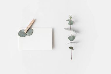 flat lay with eucalyptus and blank paper on white surface clipart