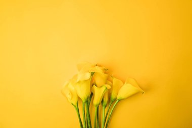 close-up view of beautiful yellow calla lily flowers isolated on yellow clipart