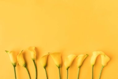 güzel çiçek sarı calla lily çiçekler sarı izole