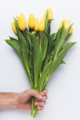 oříznuté shot osoby držící krásné žluté tulipány izolované Grey