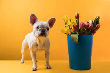 köpek ayakta kova güzel bahar çiçekleri sarı ile yakın