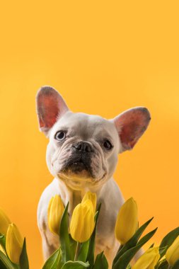 sevimli köpek ve sarı izole güzel Sarı laleler 