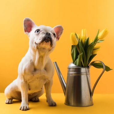 cute french bulldog sitting near watering can with yellow tulips on yellow clipart