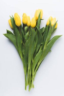 beautiful blooming yellow tulip flowers isolated on grey  clipart