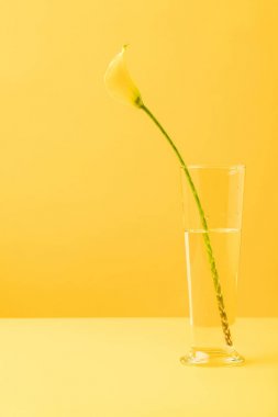 güzel sarı calla lily çiçek vazoda sarı görmek 