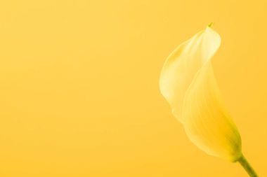 güzel romantik sarı calla lily çiçek sarı izole yakından görmek  