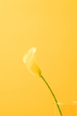 güzel sarı calla lily çiçek sarı izole yakından görmek  