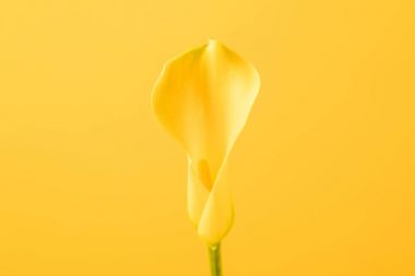 güzel ihale calla lily çiçek sarı izole yakından görmek 