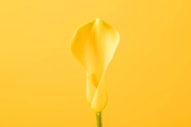 close-up view of beautiful tender calla lily flower isolated on yellow  clipart