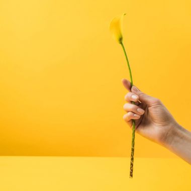 Sarı izole sarı calla lily çiçek tutan kişi kırpılmış atış 