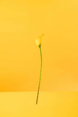 güzel çiçek açan bahar sarı izole calla lily çiçek  