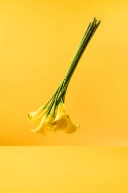 güzel sarı calla lily çiçekler sarı izole yakından görmek