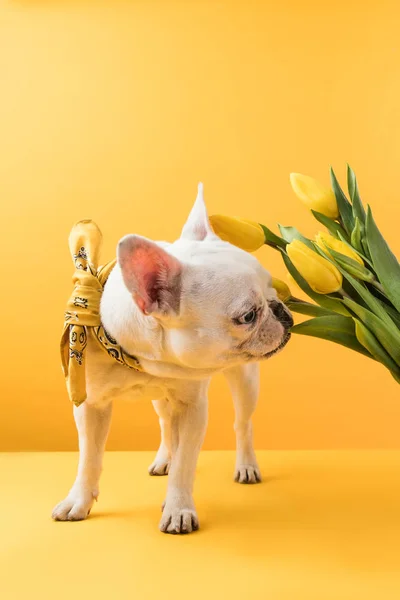 Ranskalainen Bulldog Haistaa Kauniita Keltaisia Tulppaaneja Keltaisella — kuvapankkivalokuva
