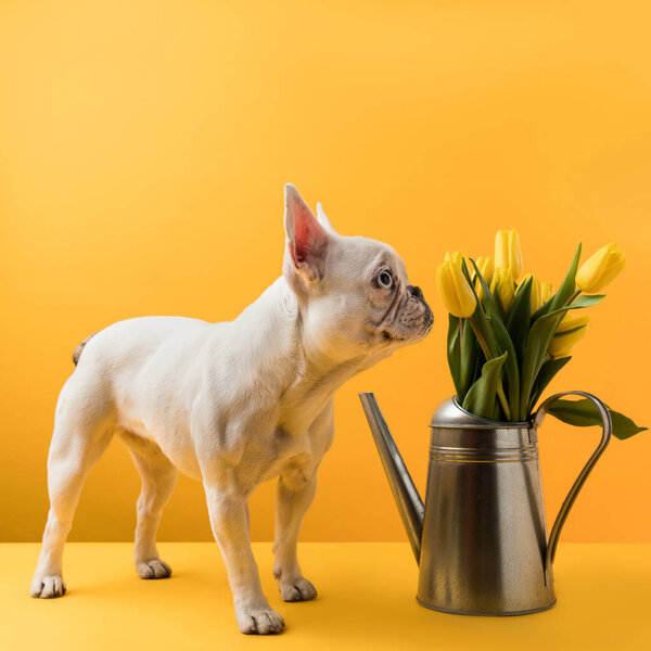 dog sniffing beautiful yellow tulips in watering can on yellow