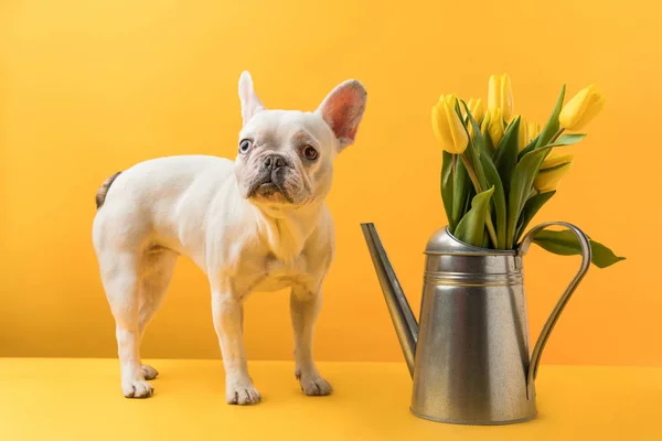 Собака Стоїть Біля Поливу Може Красивими Жовтими Квітами Тюльпанів Жовтому — стокове фото