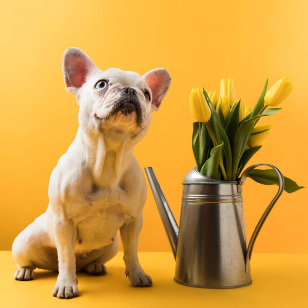 cute french bulldog sitting near watering can with yellow tulips on yellow