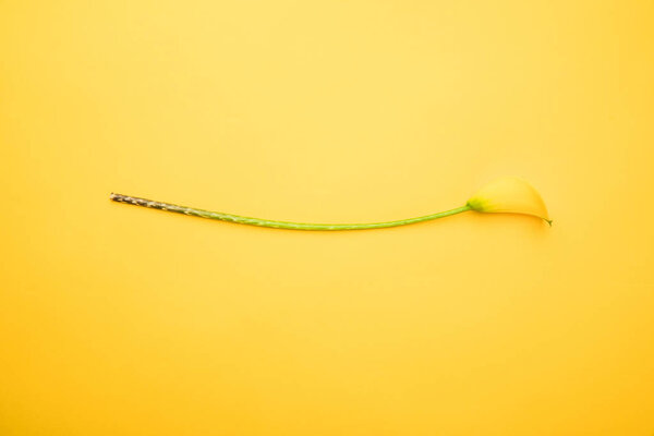 beautiful tender calla lily flower isolated on yellow