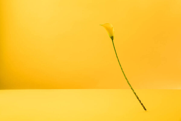 beautiful blooming yellow calla lily flower isolated on yellow  