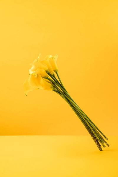 beautiful blooming yellow spring flowers isolated on yellow 