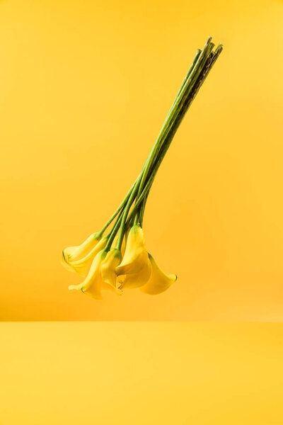 close-up view of beautiful yellow calla lily flowers isolated on yellow