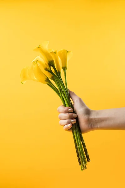 Cropped Shot Hand Holding Beautiful Calla Lily Flowers Isolated Yellow — Stock Photo, Image