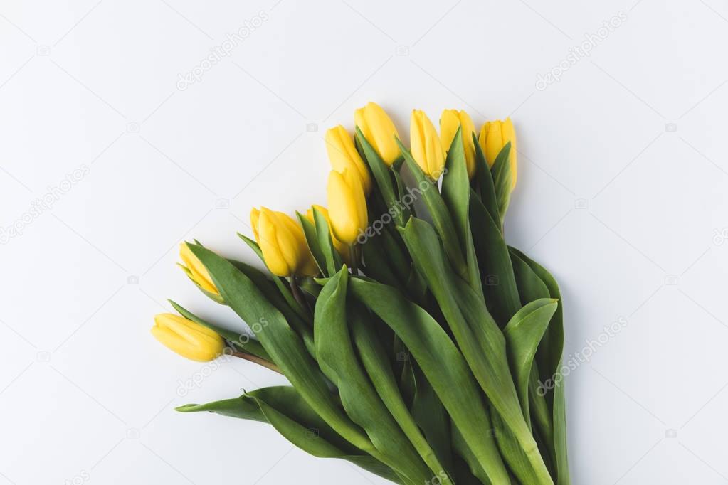 beautiful blooming yellow tulips isolated on grey 