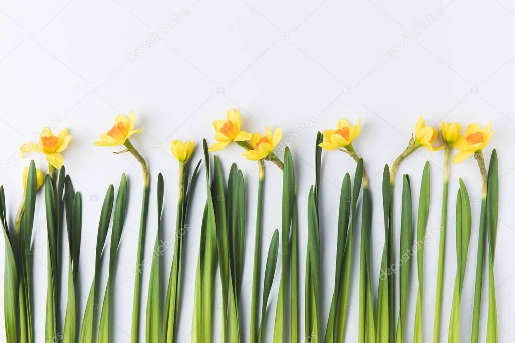 beautiful blooming yellow daffodils with green stems and leaves isolated on grey 