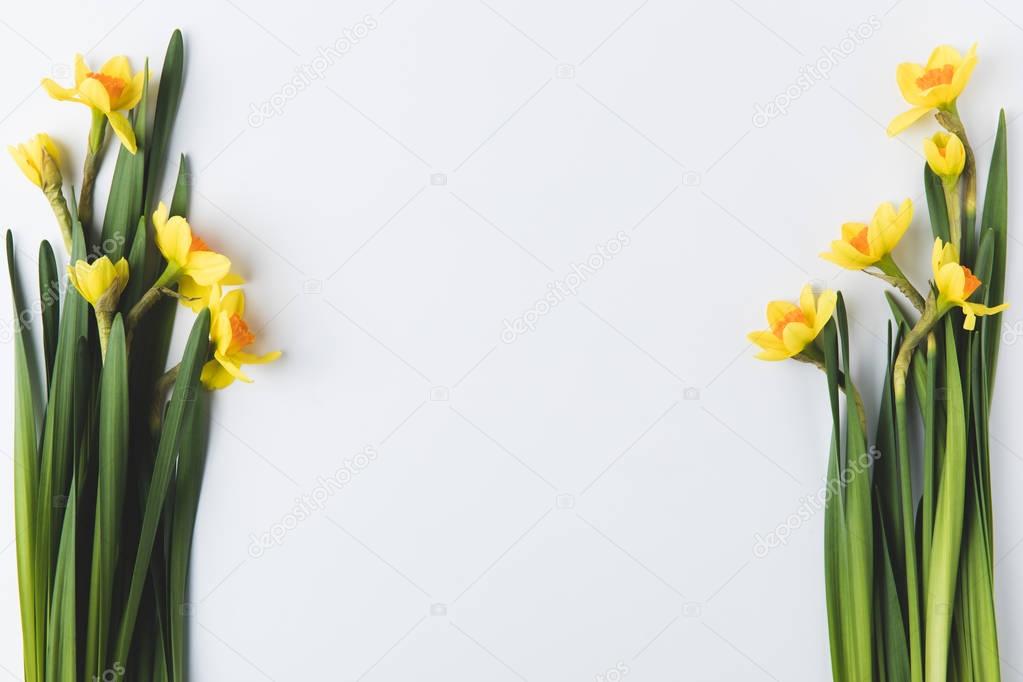 beautiful blooming yellow daffodils isolated on grey 