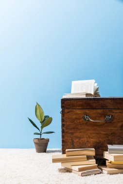 mavi duvar önünde kitap ve ficus pot ile eski ahşap göğüs