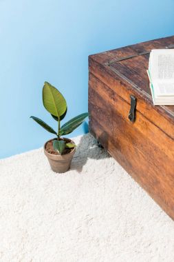 mavi duvar önünde açılan kitap ve ficus pot ile antika ahşap göğüs